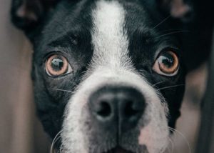 Read more about the article Five reasons why your dog has a dry nose and what to do about it