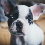 French Bulldog Health Issues (The Definitive Guide)