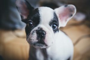 Read more about the article French Bulldog Health Issues (The Definitive Guide)