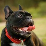 Pros and Cons of Owning a French Bulldog