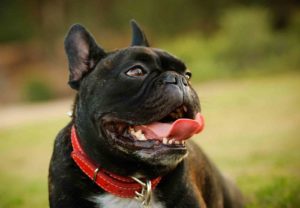 Read more about the article Pros and Cons of Owning a French Bulldog